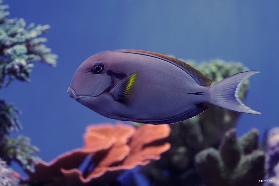 Epaulette surgeonfish (Acanthurus nigricauda)