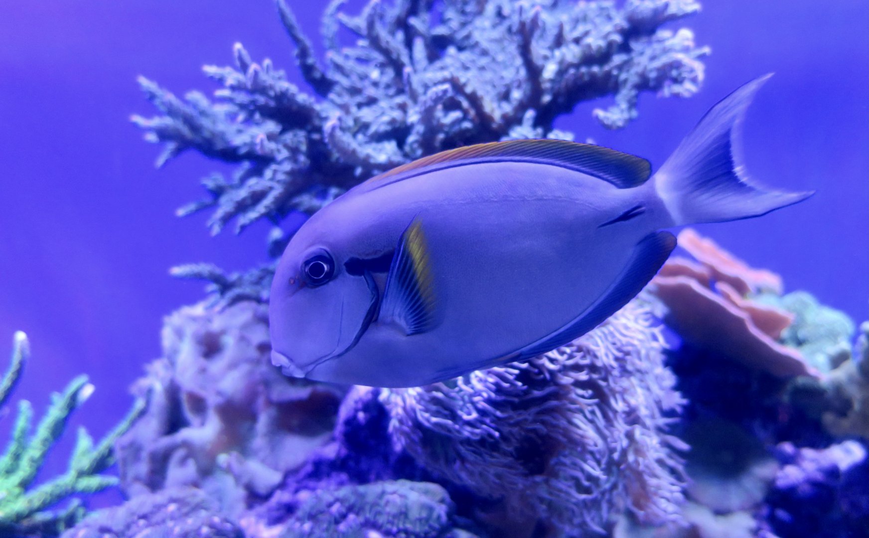 Epaulette Surgeonfish (Acanthurus nigricauda)