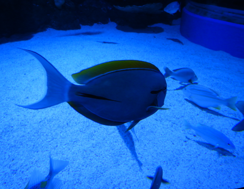 Epaulette Surgeonfish