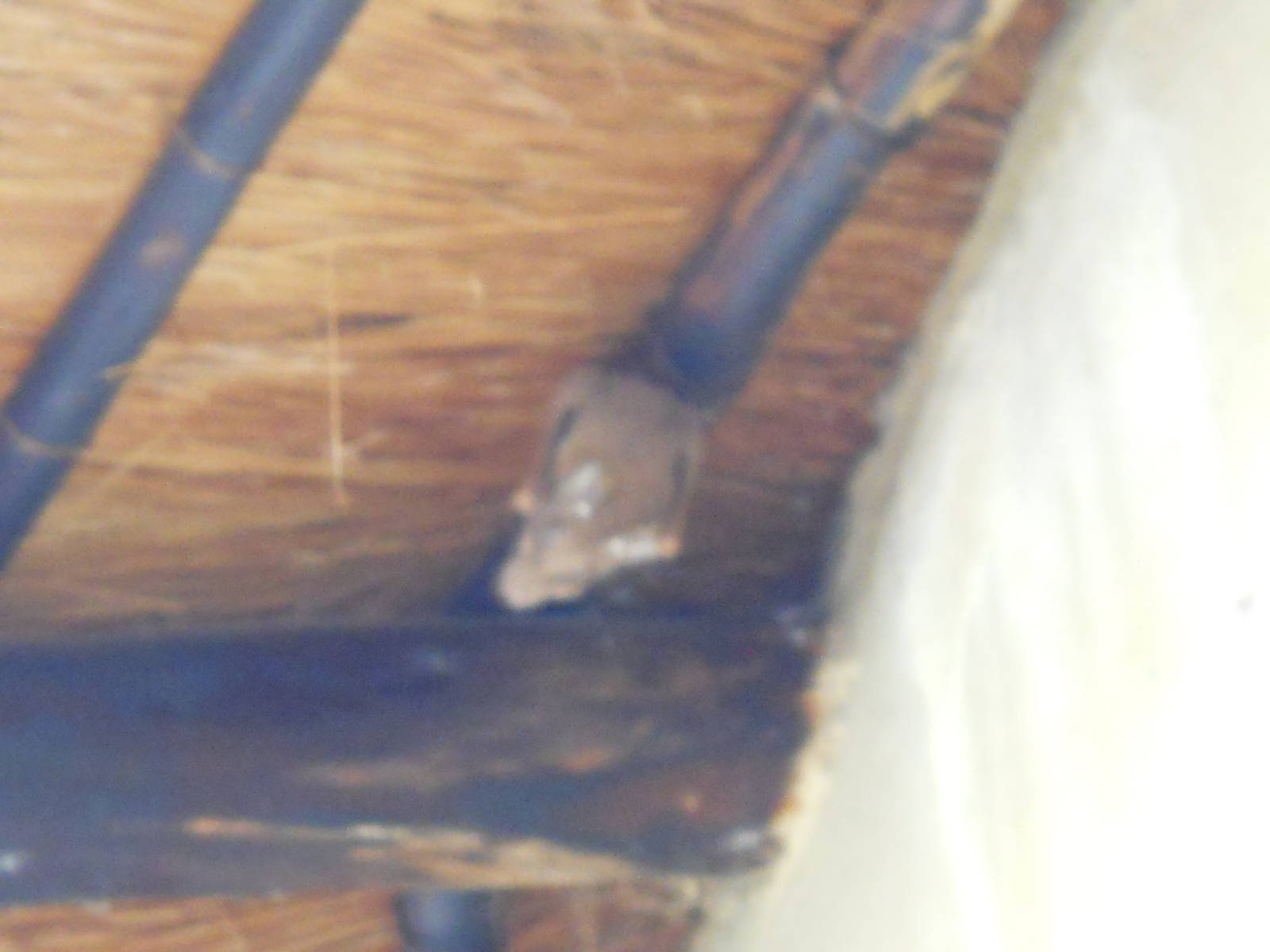 Epauletted fruit bat, Kruger National Park