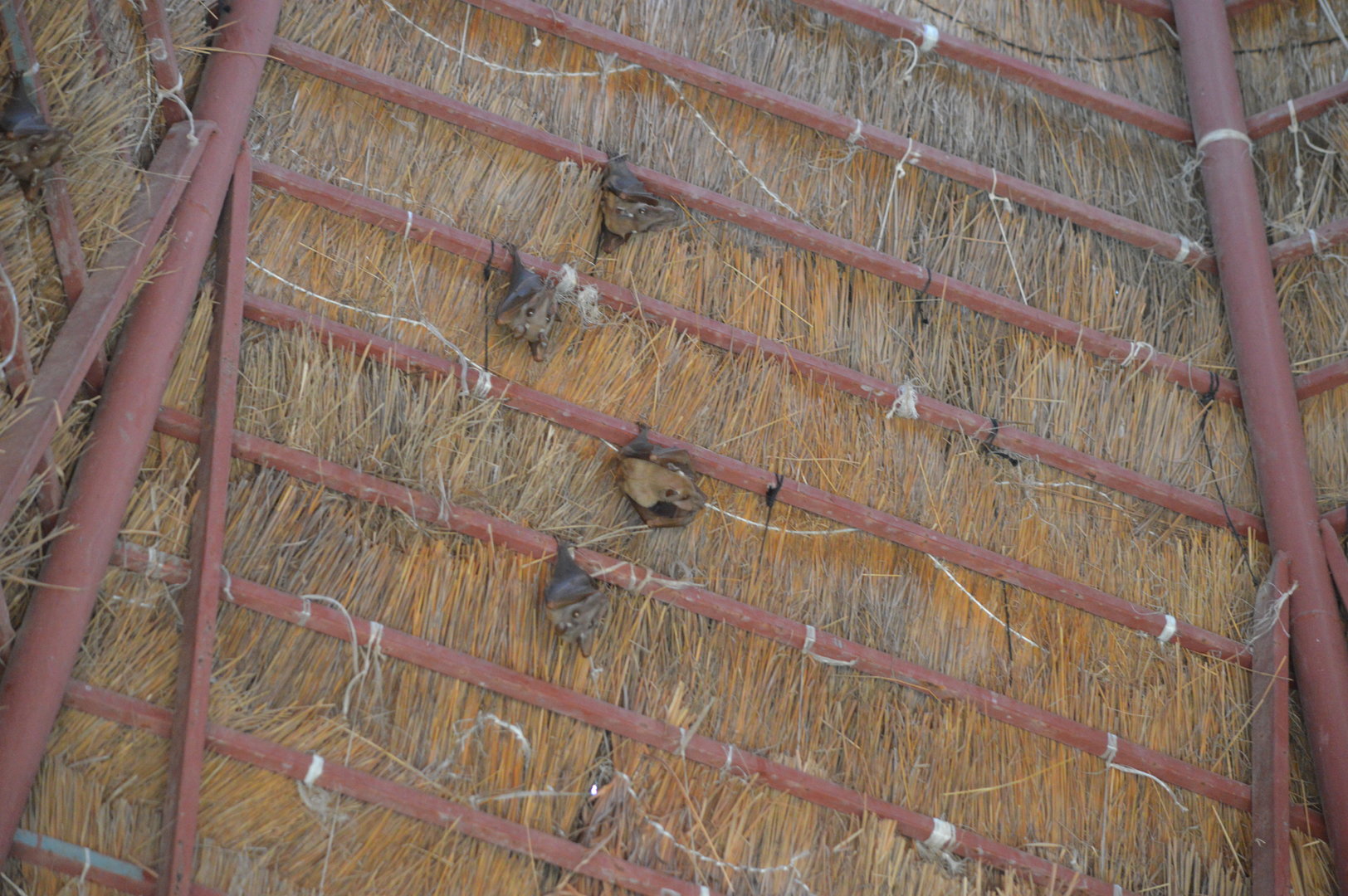 Epauletted Fruit Bat