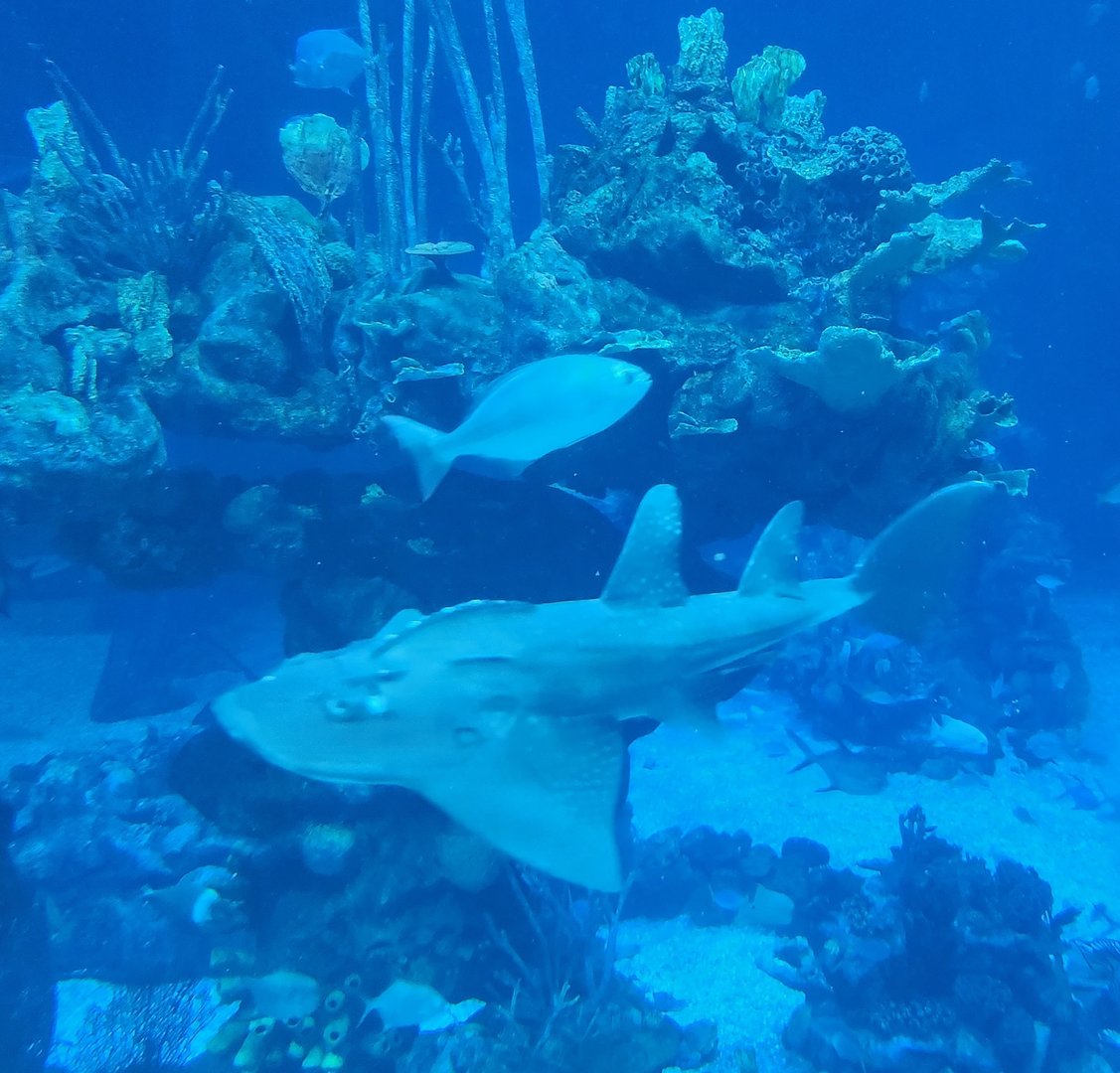 EPCOT (2022) - Bowmouth Guitarfish