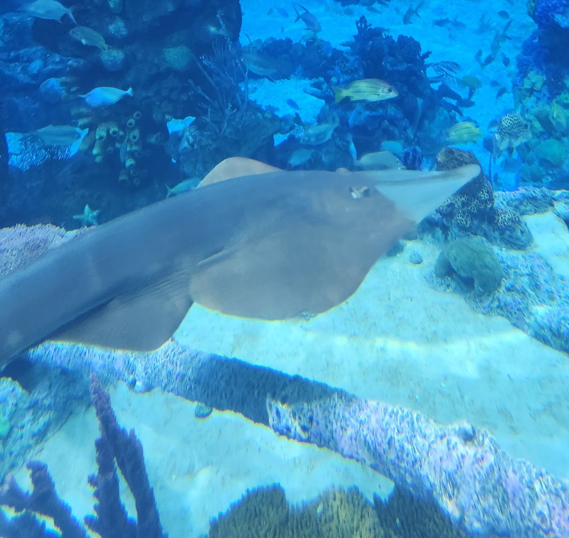 EPCOT (2022) - Guitarfish?