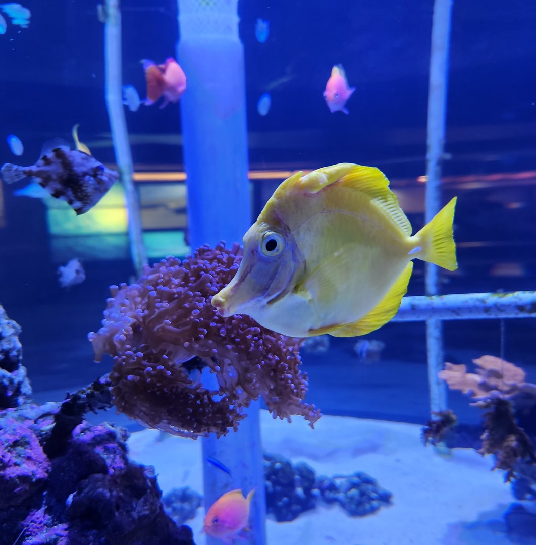 EPCOT (2022) - Reef Fish