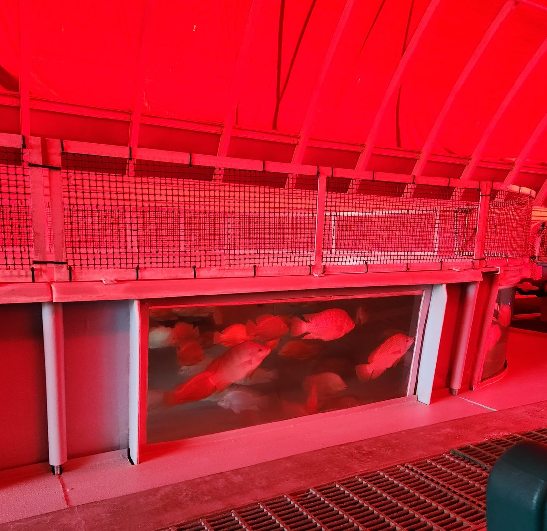EPCOT (2022) - Tilapia