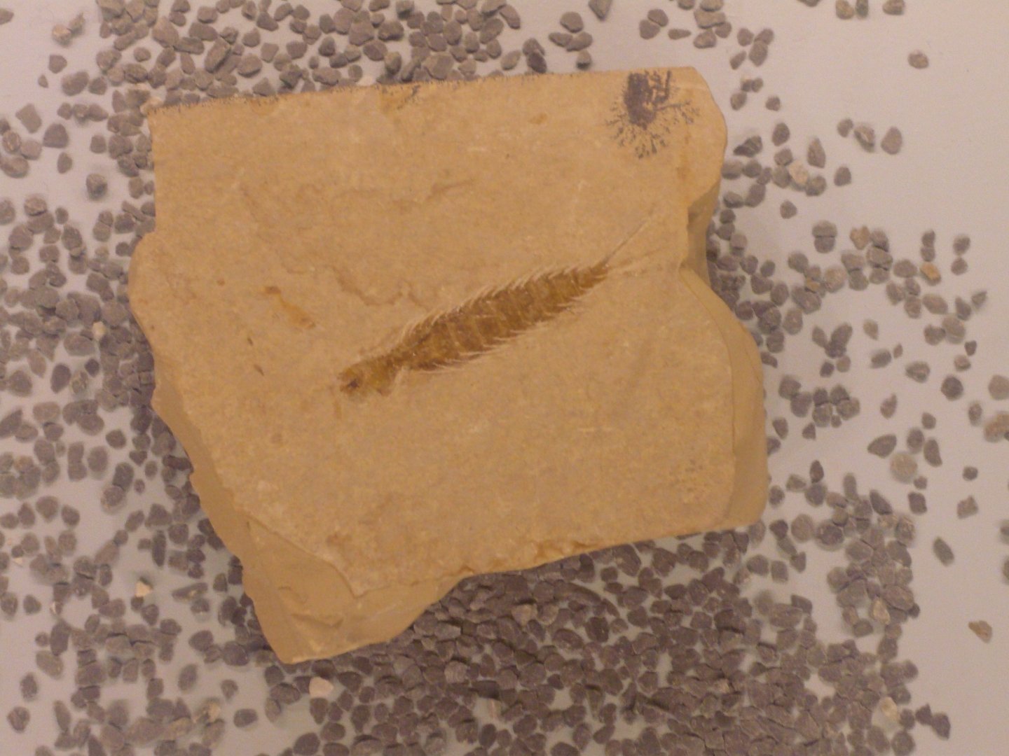 Ephemeropsis trisetalis