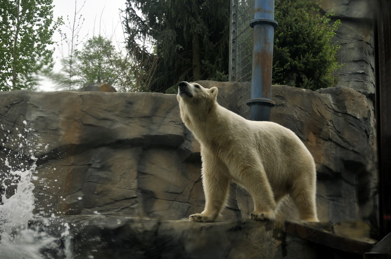 Epic Polarbear pose at Hannover