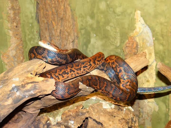 Epicrates striatus striatus