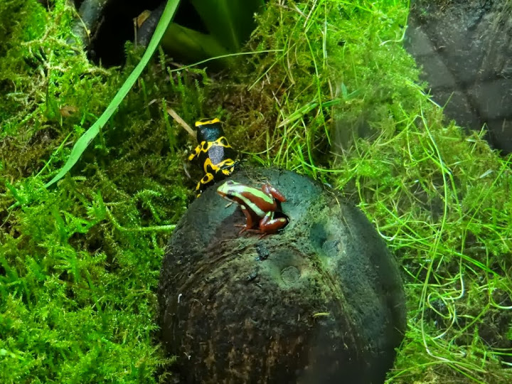 Epidebobates tricolor / Dendrobates leucomelas