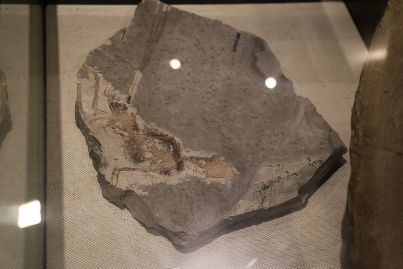 Epidexipteryx hui, Holotype (IVPP V15471)