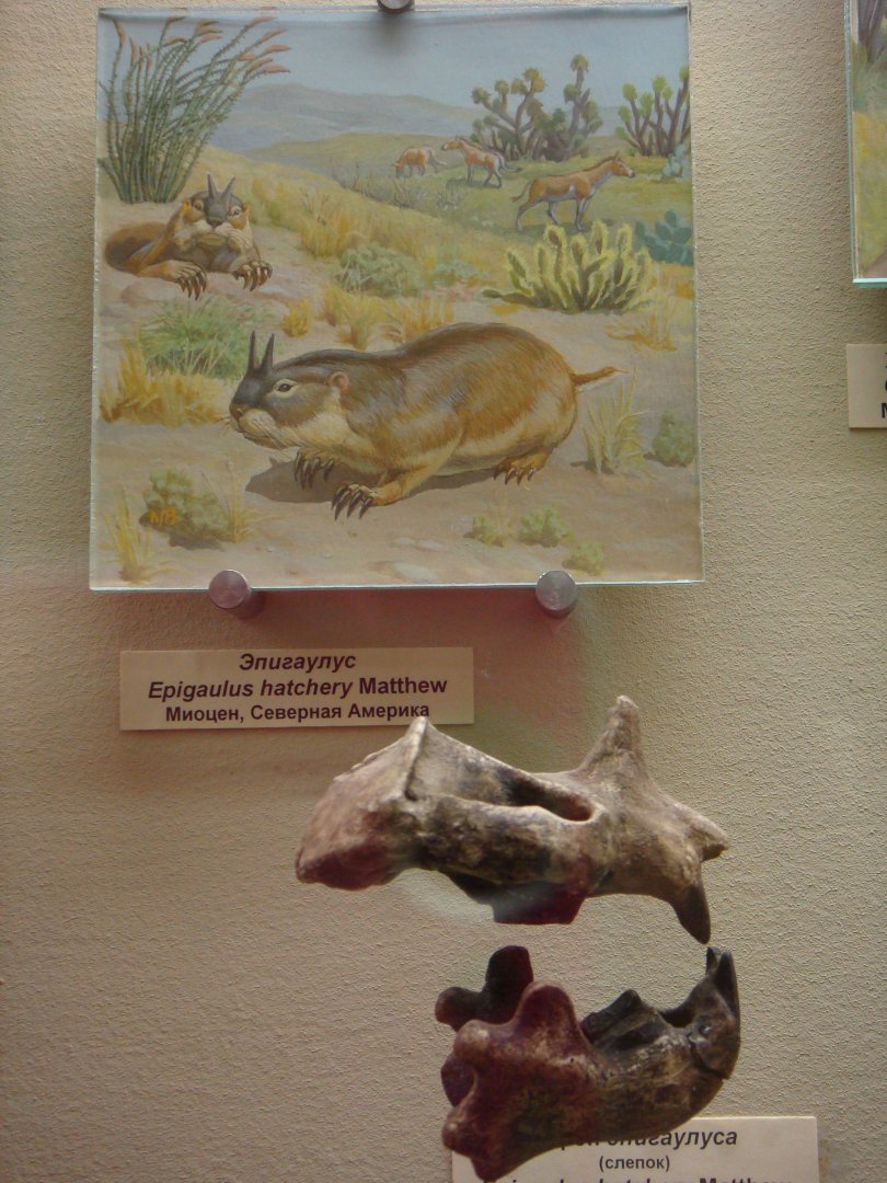 Epigaulus hatcheri skull (cast) and reconstruction