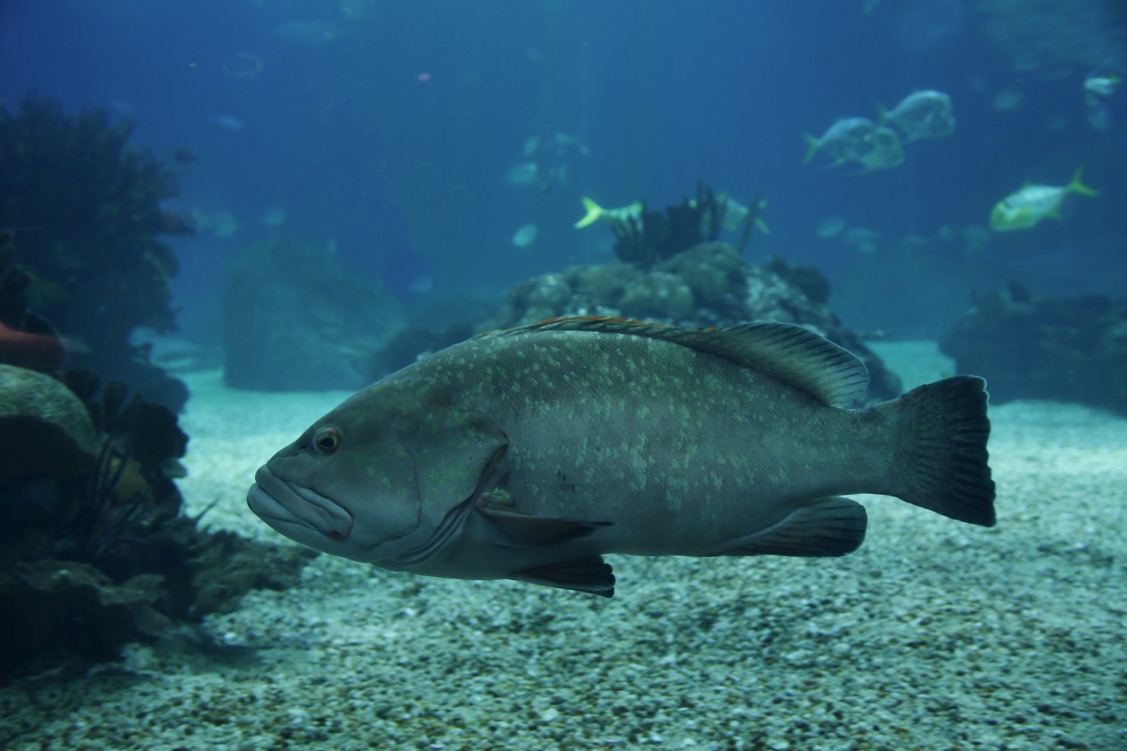 Epinephelus caninus