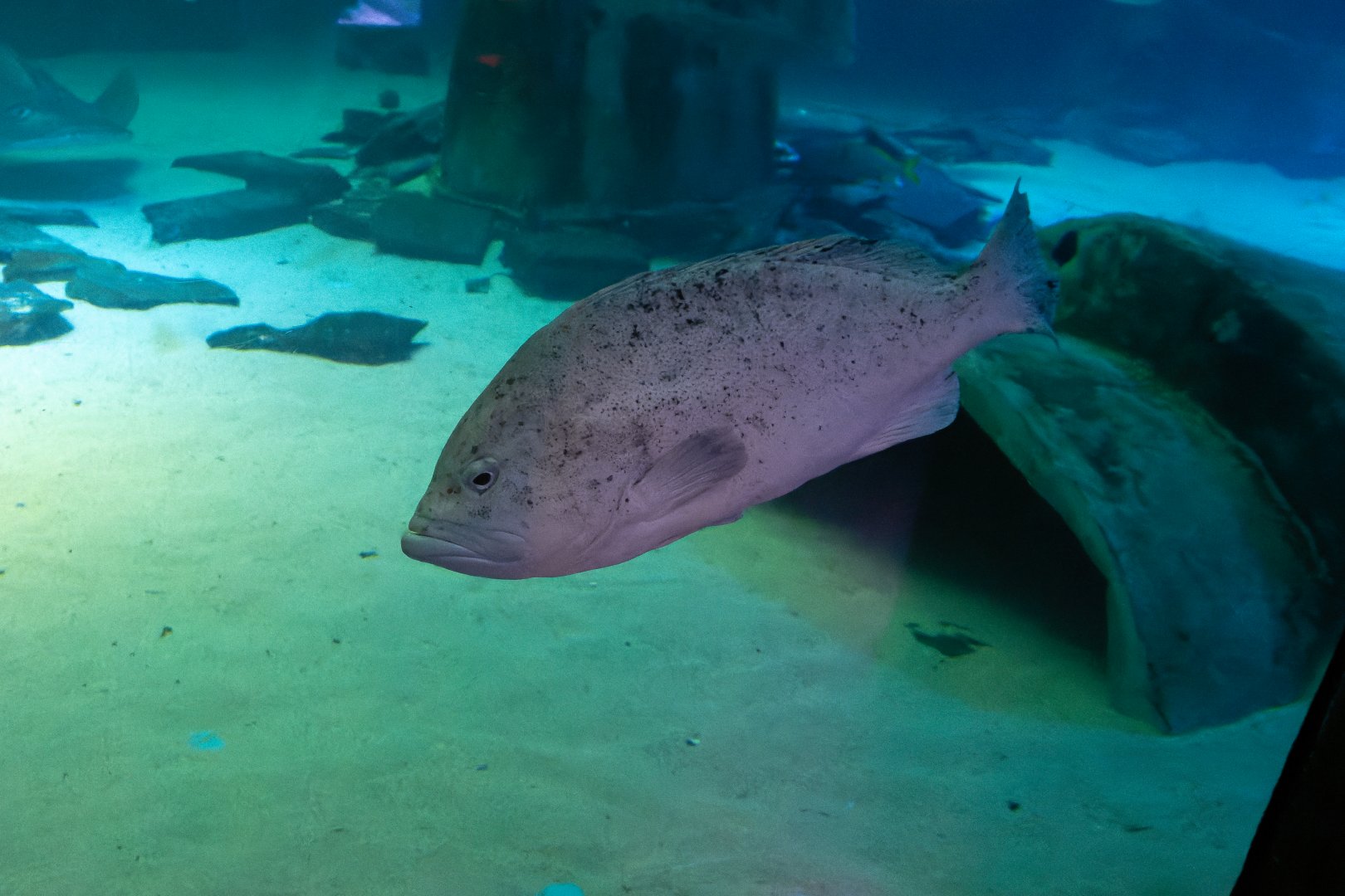 Epinephelus cyanopodus? - Sea Life London