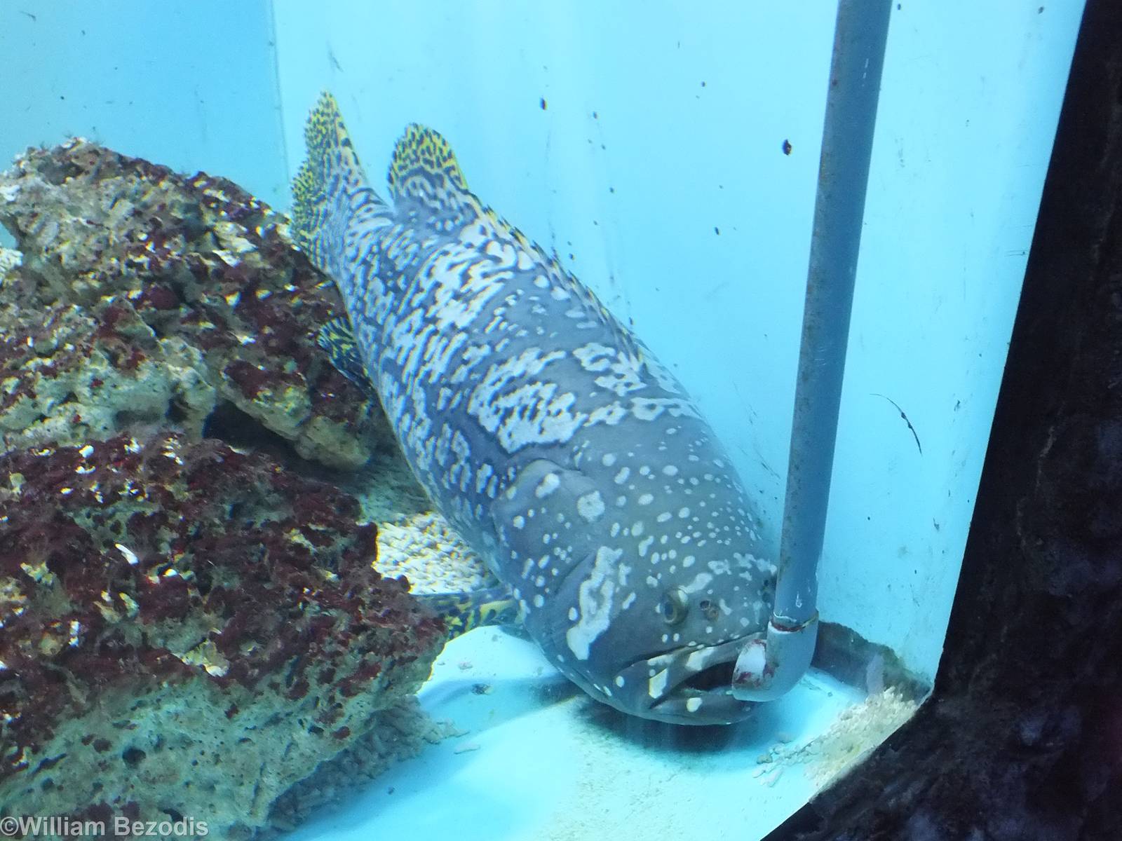 Epinephelus lanceolatus