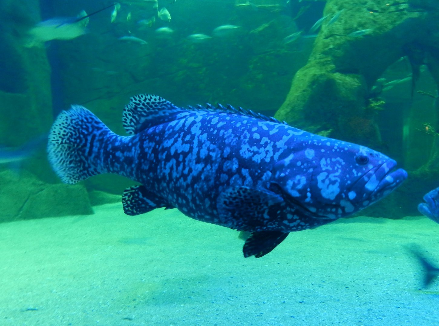 Epinephelus lanceolatus
