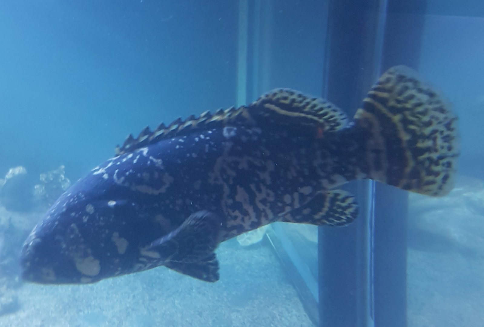 Epinephelus lanceolatus