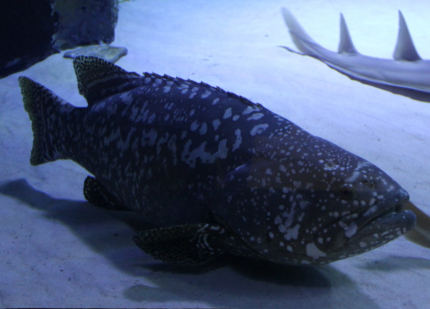 Epinephelus lanceolatus