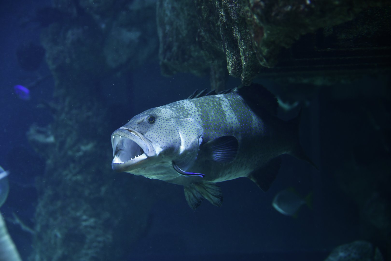 Epinephelus lanceolatus