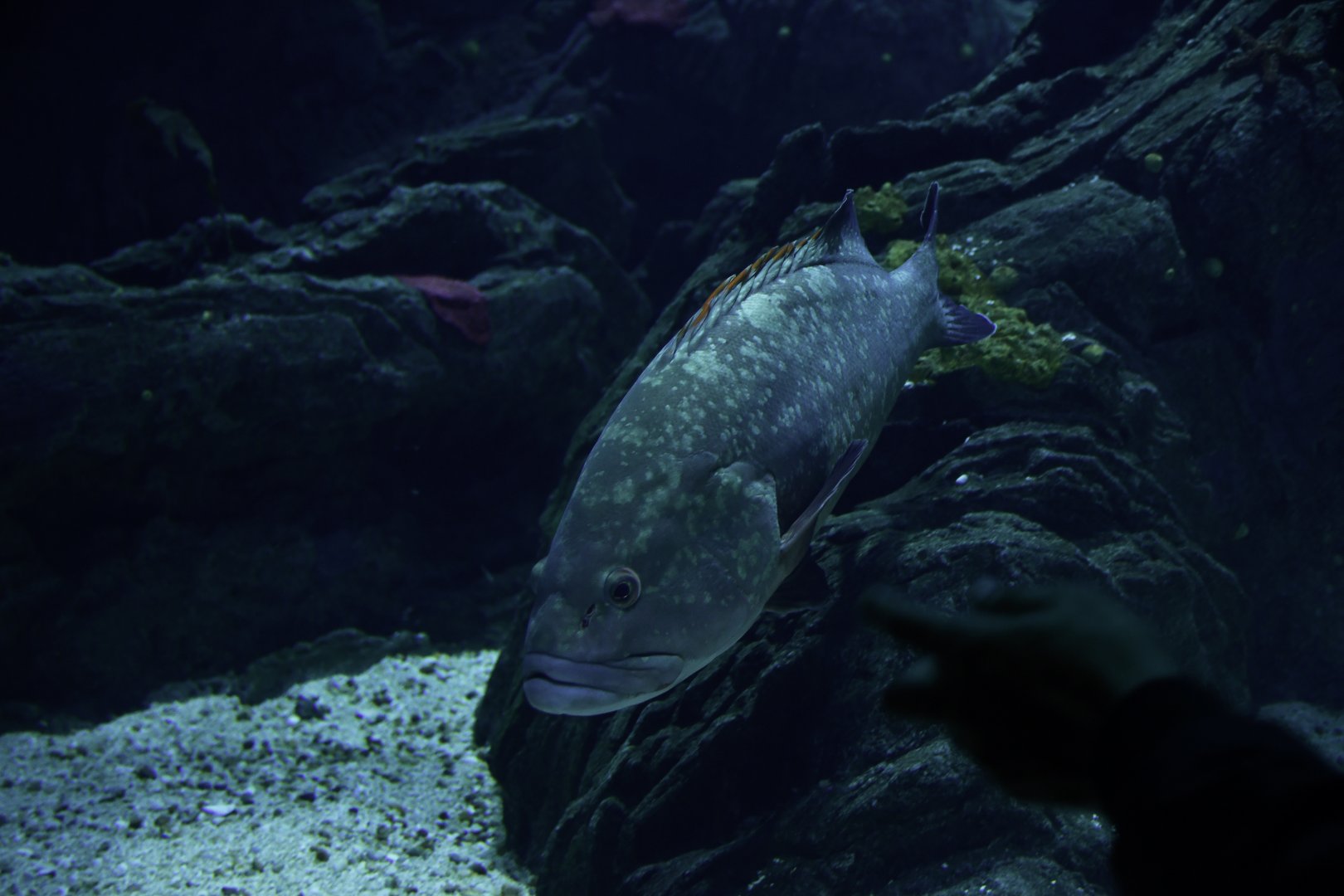 Epinephelus marginatus