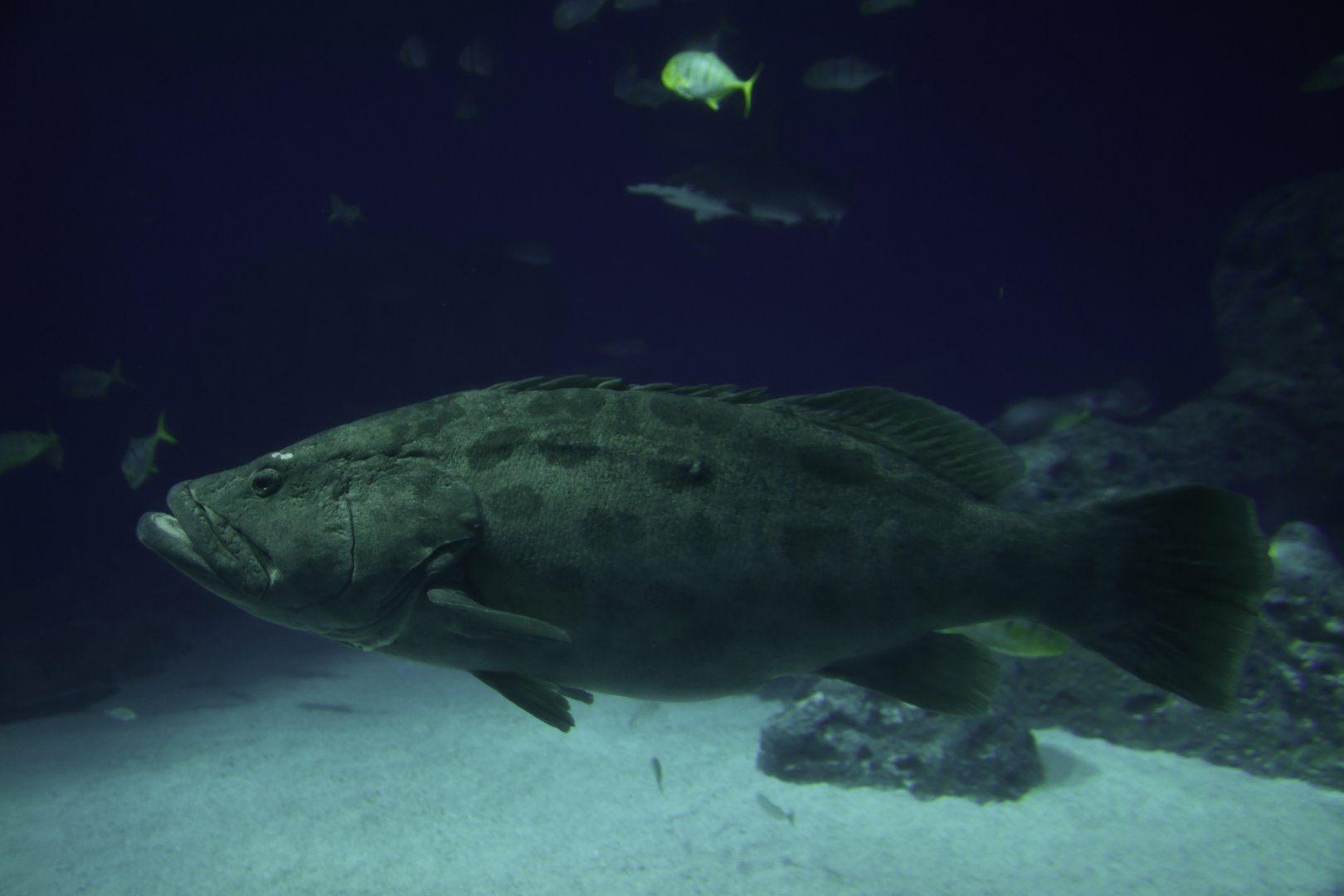 Epinephelus tukula