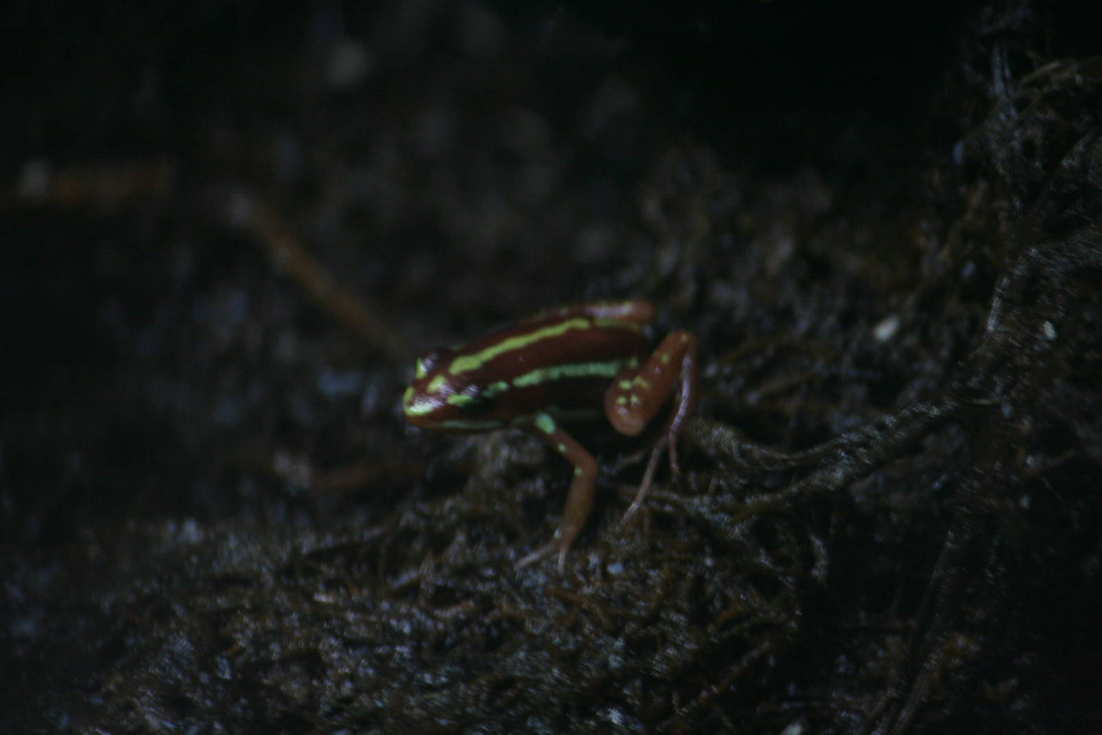 Epipedobates anthonyi