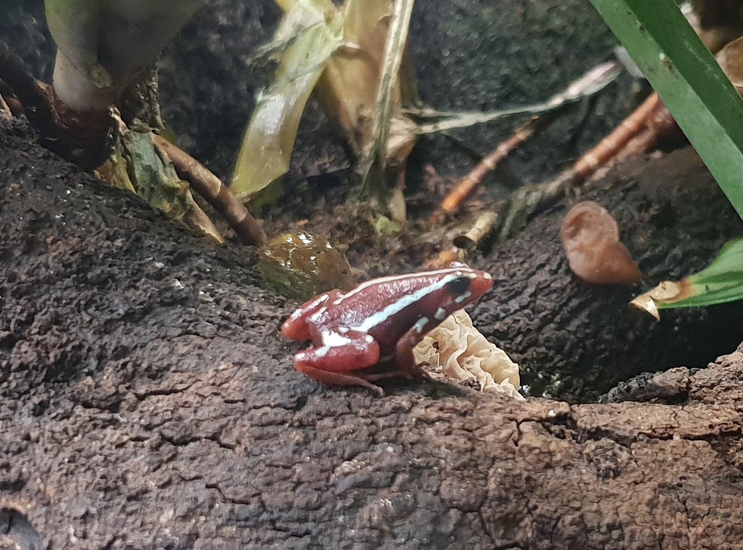 Epipedobates anthonyi