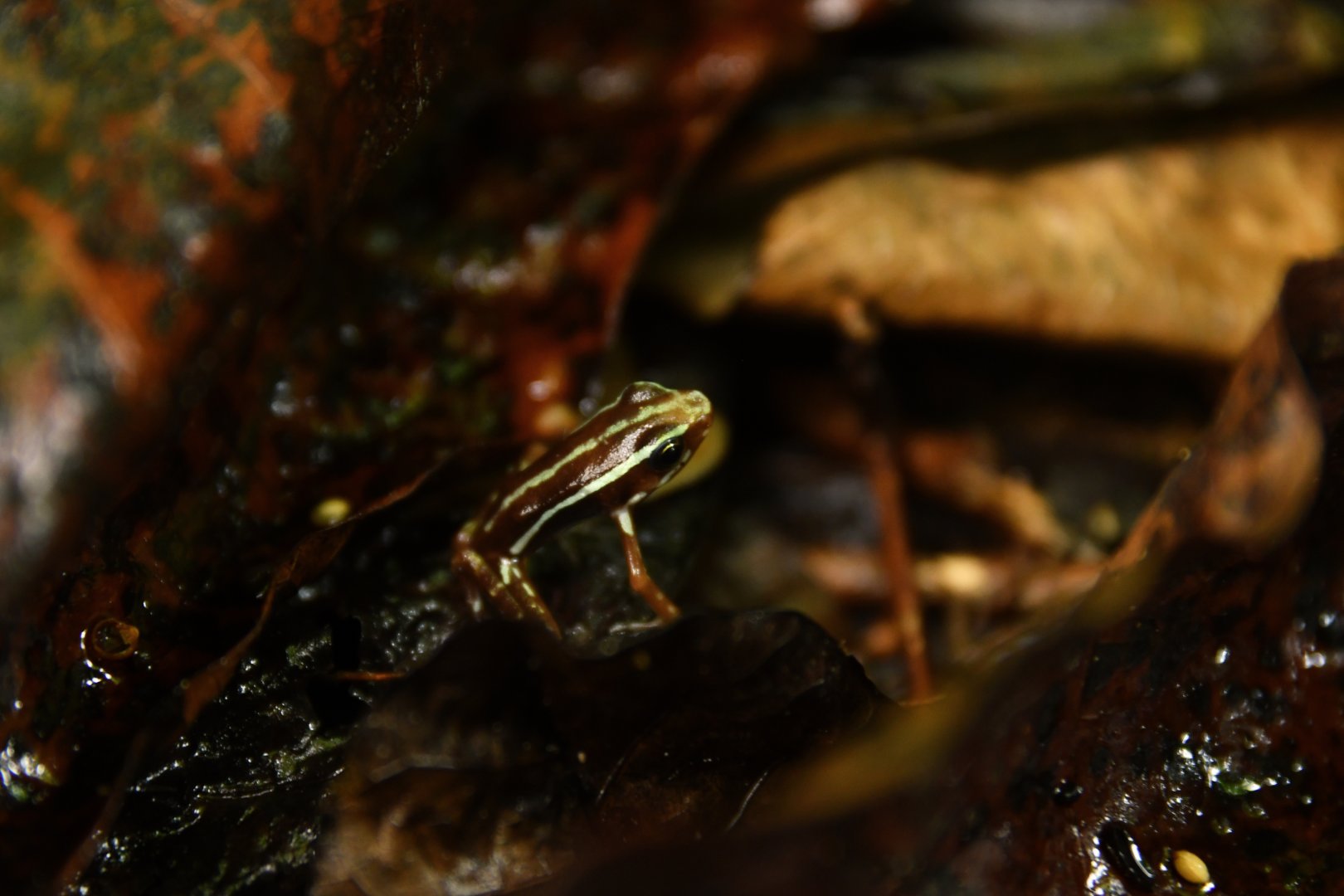 Epipedobates anthonyi