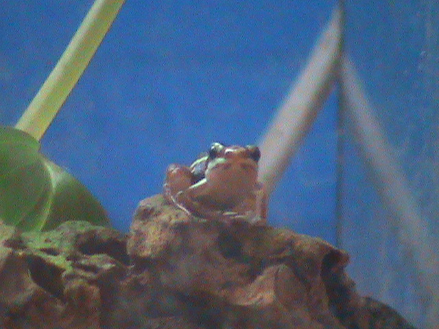 Epipedobates tricolor 241010