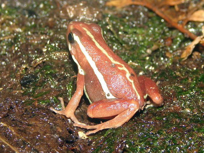 Epipedobates tricolor / Phantasmal poison dart frog