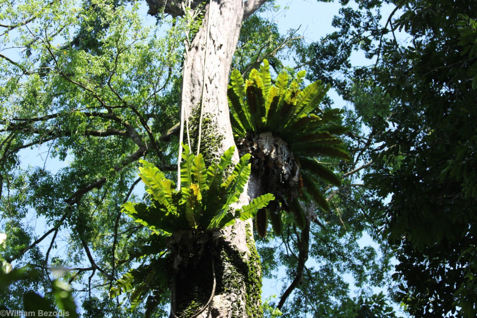 Epiphytic Ferns - Sepilok