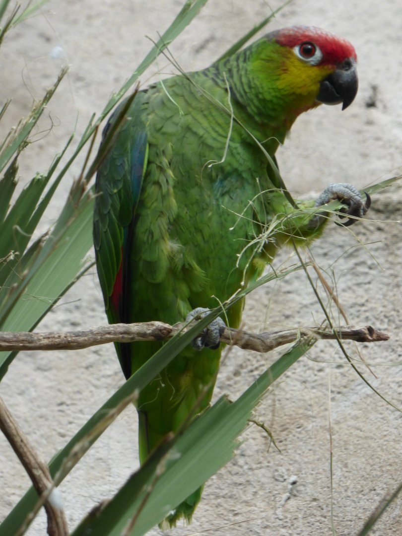 Equadorian Amazon Parrot