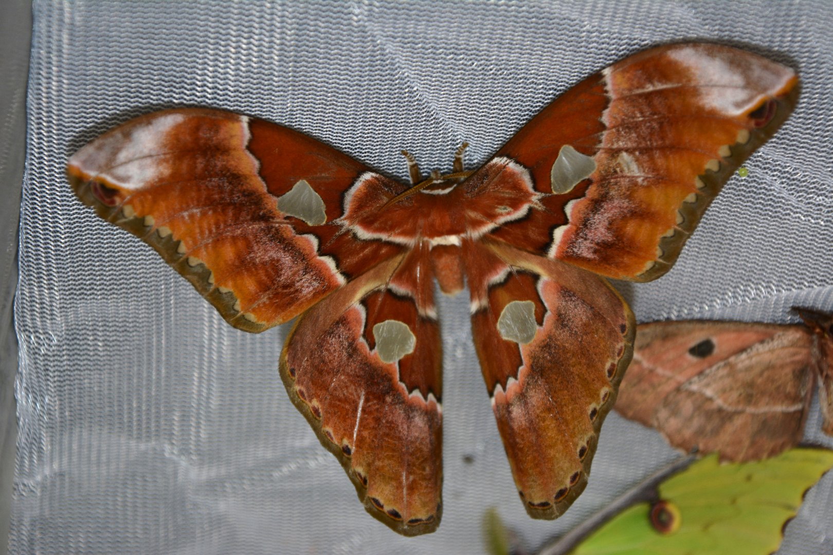 Equator silkmoth (Rothschildia equatorialis)
