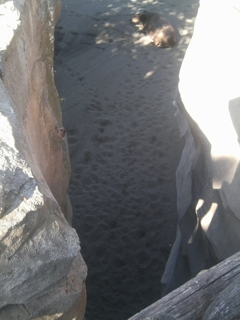 Equatorial Africa cleft looking into enclosure with red forest buffalo
