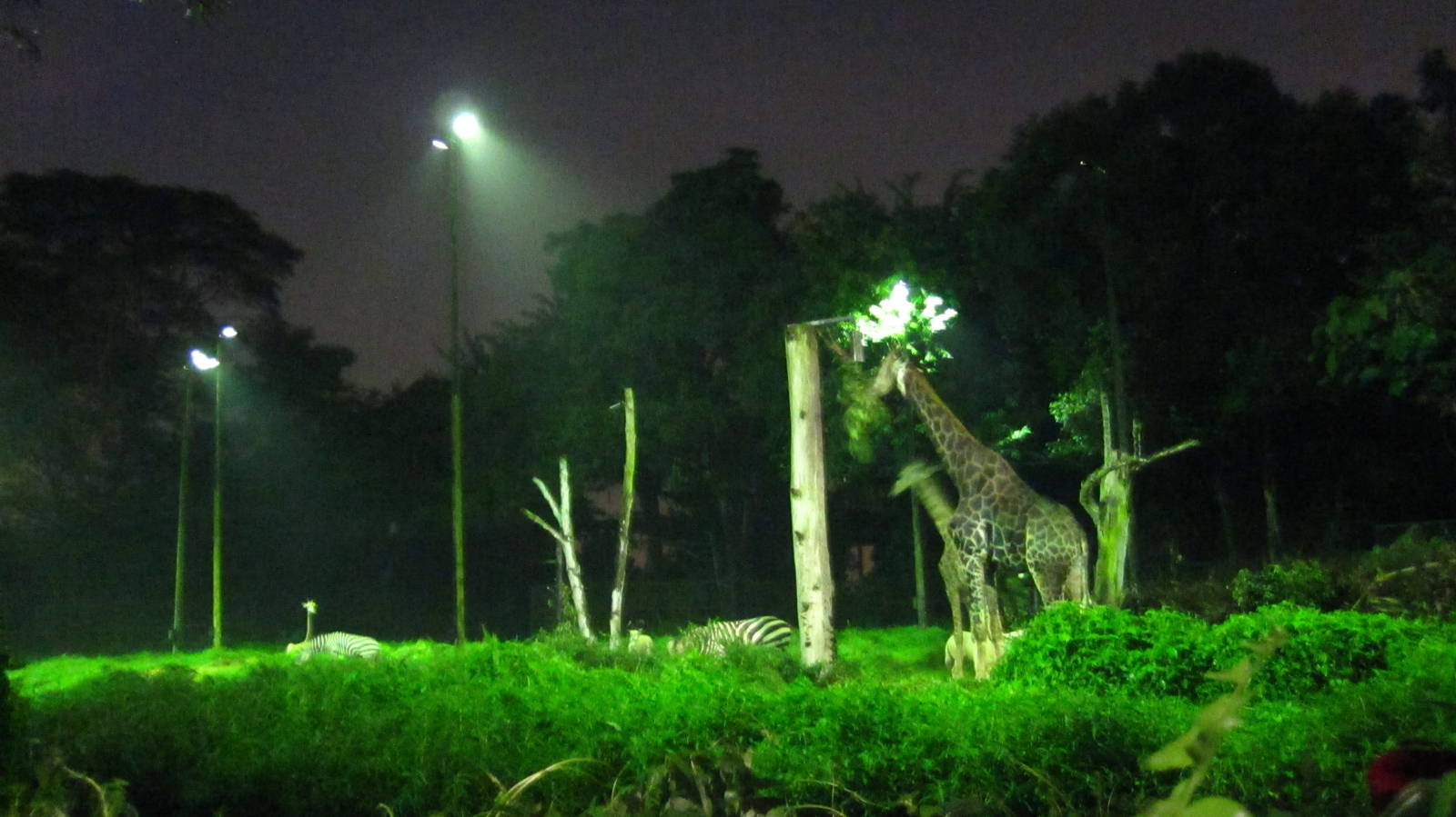 Equatorial Africa - Giraffe, Zebra and Oryx