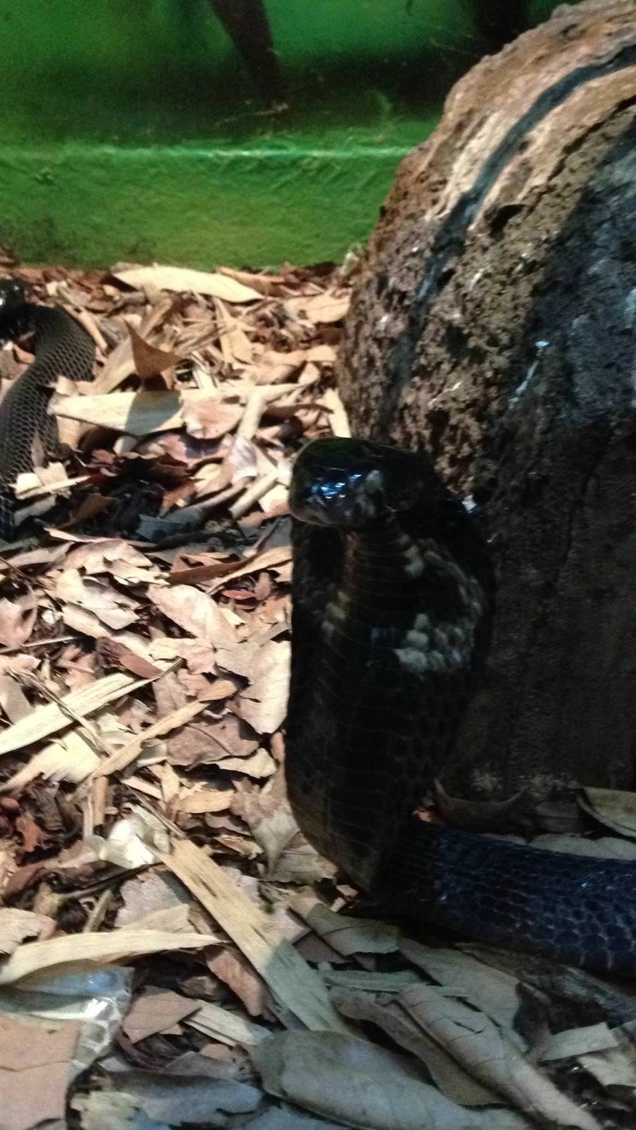 Equatorial Spitting Cobra-Naja sumatrana