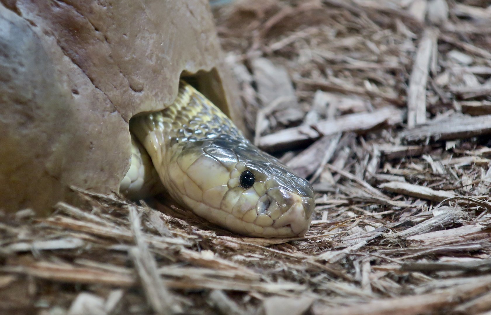 Equatorial Spitting Cobra (Naja sumatrana)