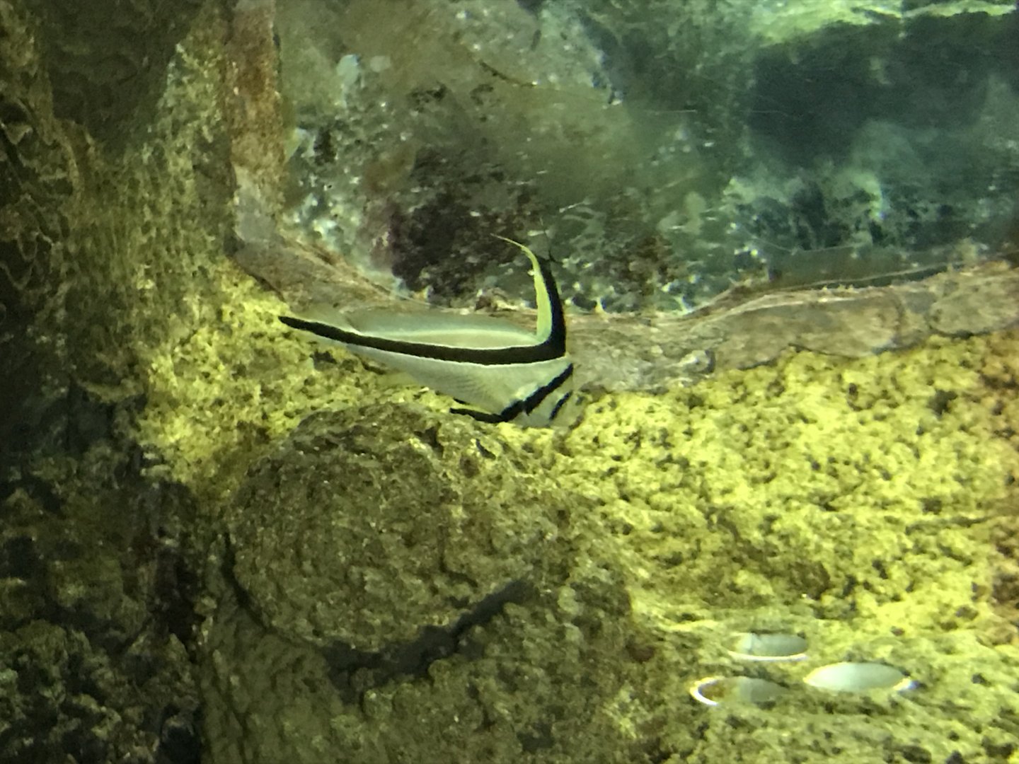 Equetus lanceolatus