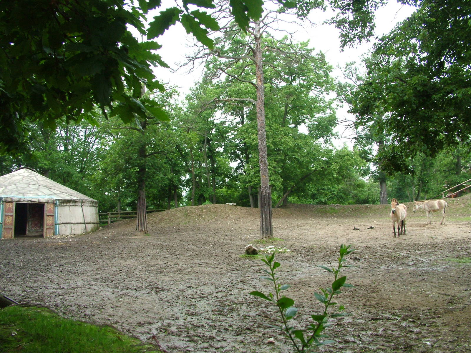 Equid paddock at Brno, 27/05/10