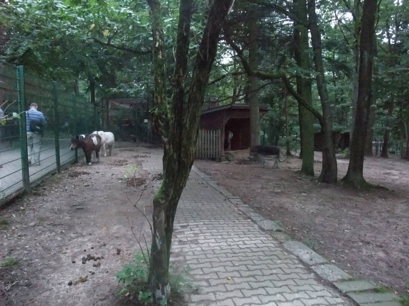 Equid Paddock at Wildpark Pforzheim, 02/09/10