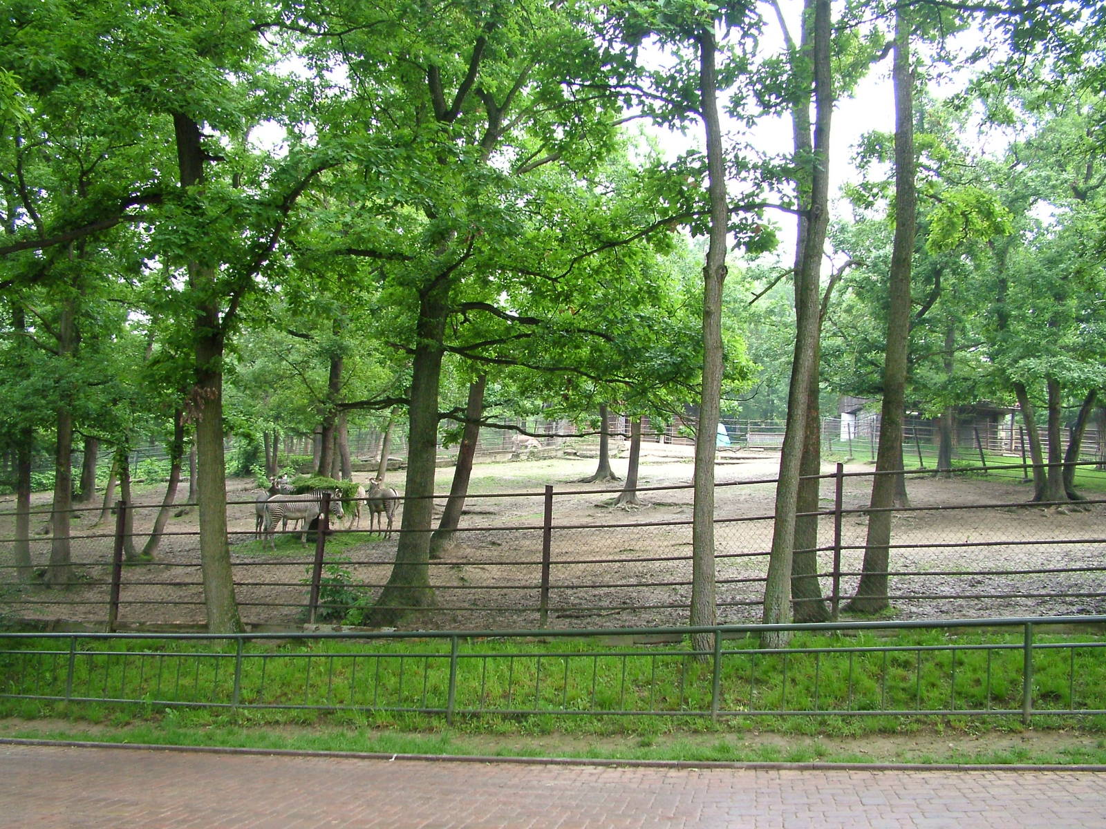 Equid paddocks at Brno, 27/05/10