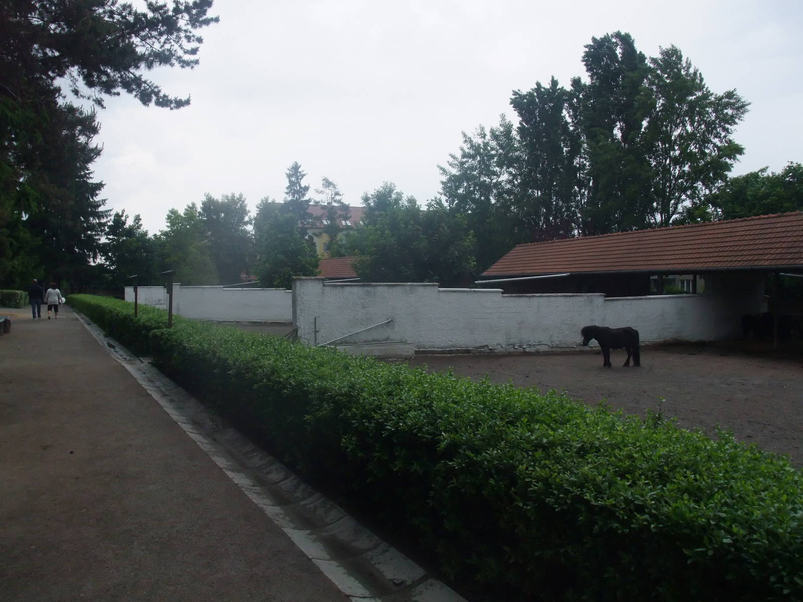 Equid paddocks at Vyskov, 30/05/10