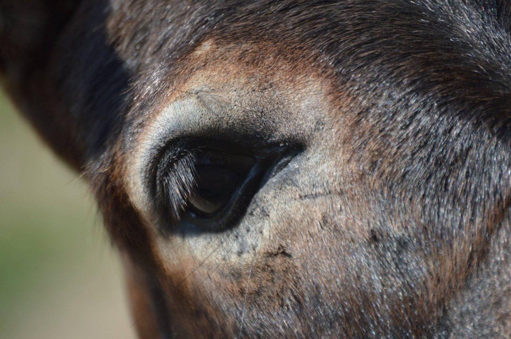 Equus africanus asinus - Safari Lake Geneva