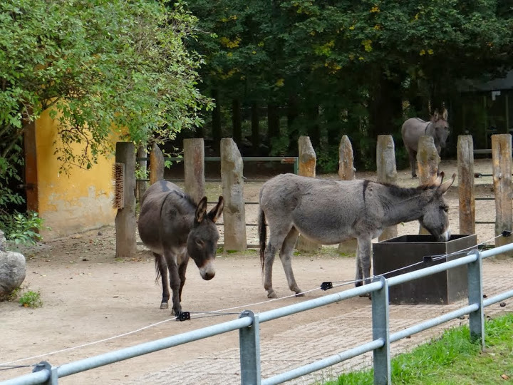 Equus africanus f.asinus