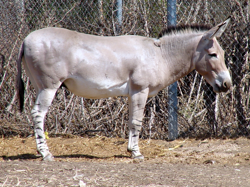 Equus africanus somalicus / Somalian wild ass (male)