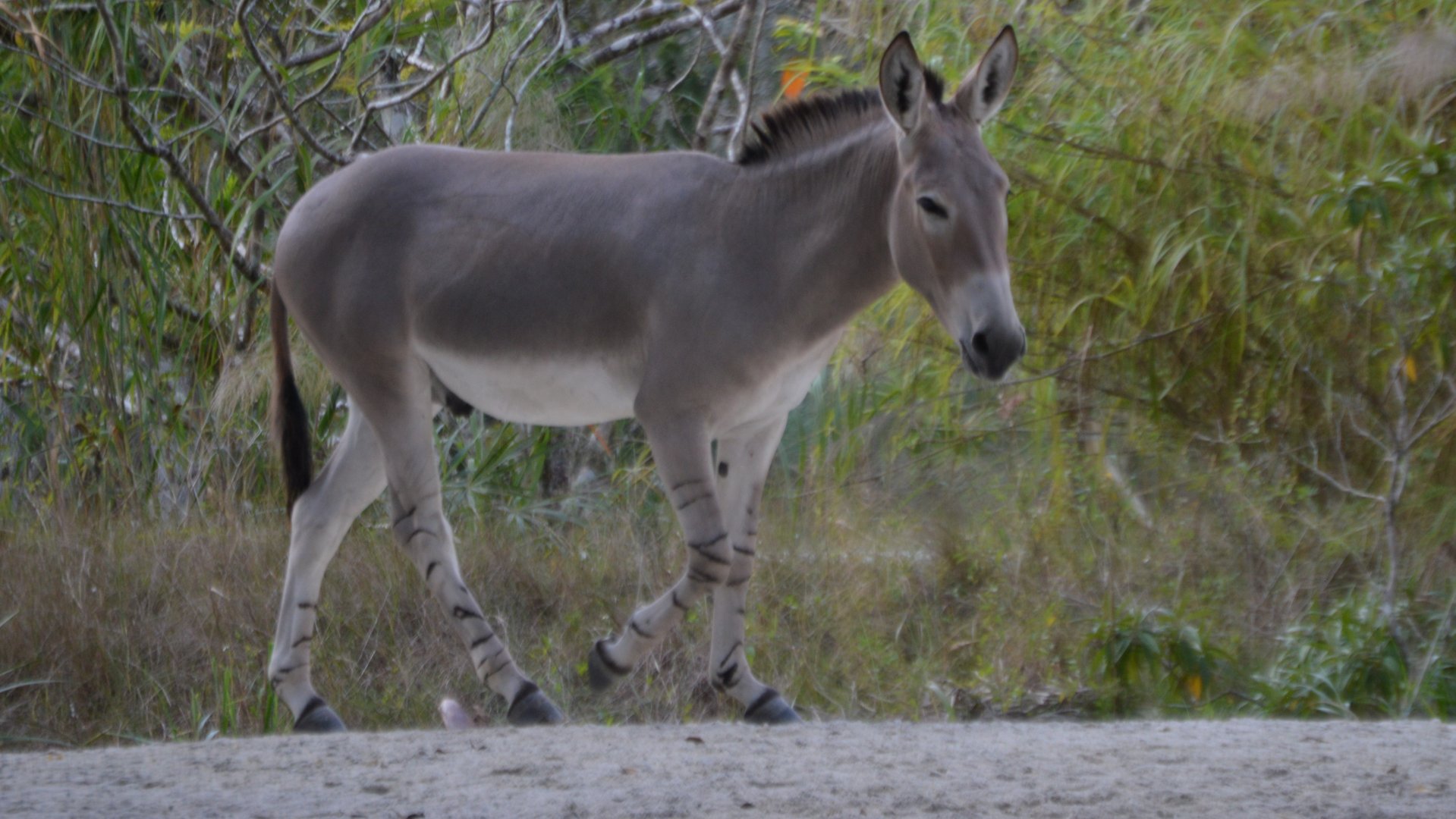 Equus africanus somalicus