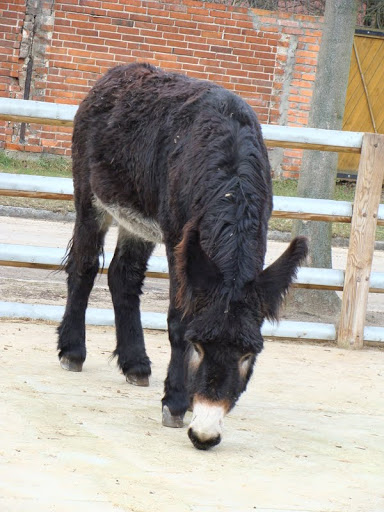 Equus asinus asinus poitou