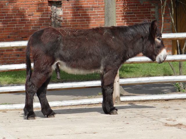 Equus asinus asinus poitou