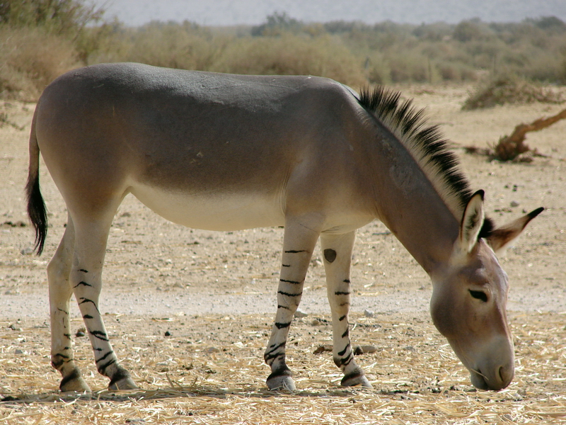 Equus asinus somalicus / Somali wild ass (female)