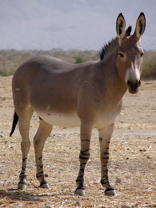 Equus asinus somalicus / Somali wild ass (male)