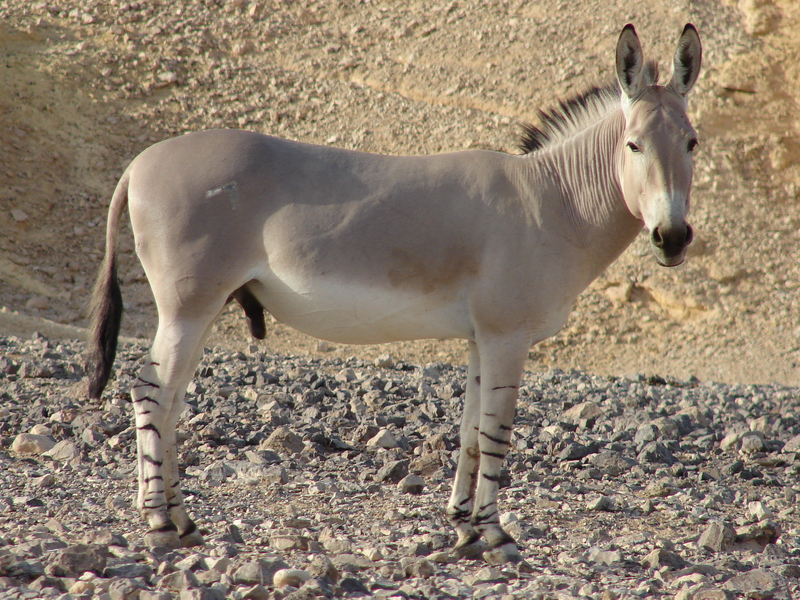 Equus asinus somalicus / Somali wild ass (male)